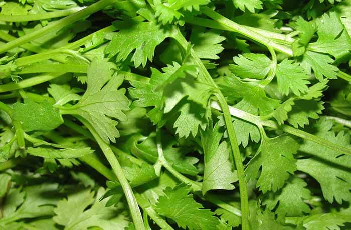 CORIANDER SAMAG GREEN IMP